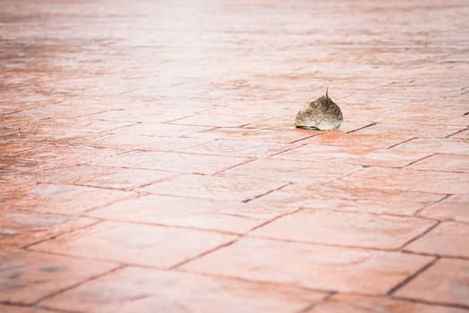 Bodhi or pho leaf dry on brick floor, stock photo