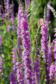 Blutweiderich  Lythrum  salicaria