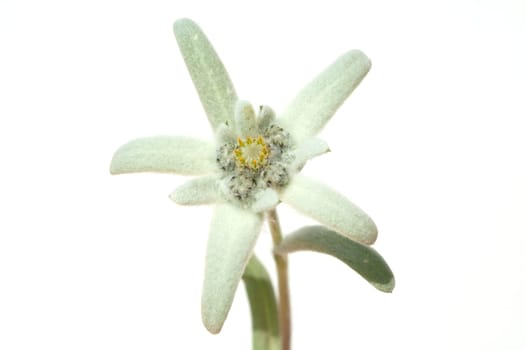 Edelweiss  Leontopodium  nivale