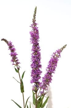 Blutweiderich  Lythrum  salicaria