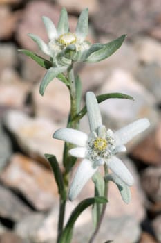 Edelweiss  Leontopodium  nivale