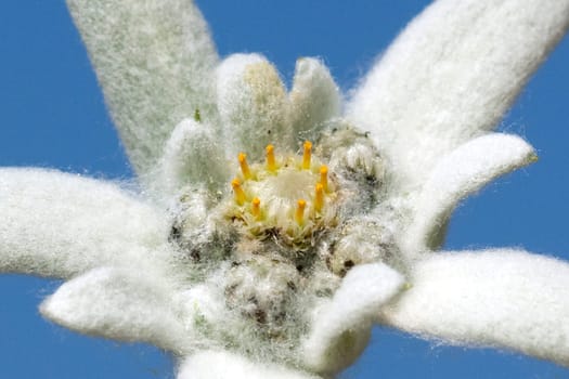 Edelweiss  Leontopodium  nivale