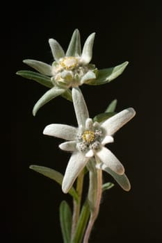 Edelweiss  Leontopodium  nivale