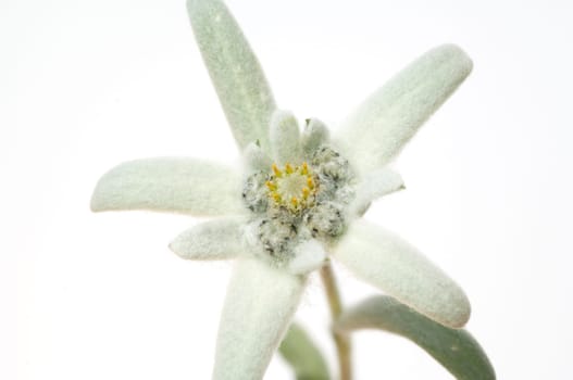 Edelweiss  Leontopodium  nivale