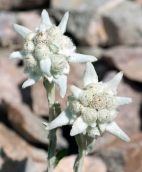 Edelweiss  Leontopodium  nivale