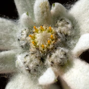 Edelweiss  Leontopodium  nivale