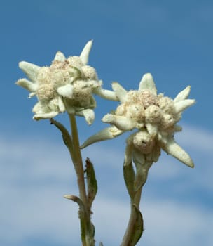 Edelweiss  Leontopodium  nivale