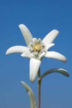 Edelweiss  Leontopodium  nivale