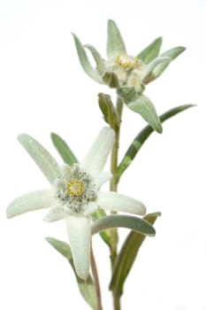 Edelweiss  Leontopodium  nivale