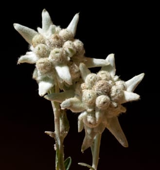 Edelweiss  Leontopodium  nivale
