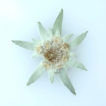 Edelweiss  Leontopodium  nivale
