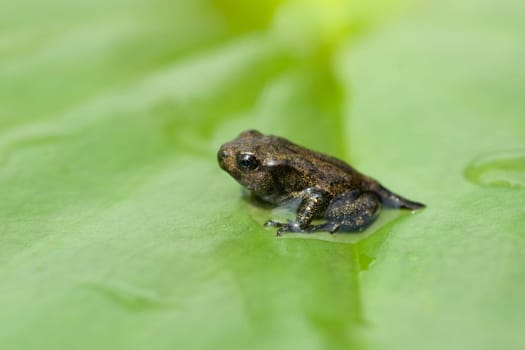Jungfrosch, seerosen, Junge, Kroete