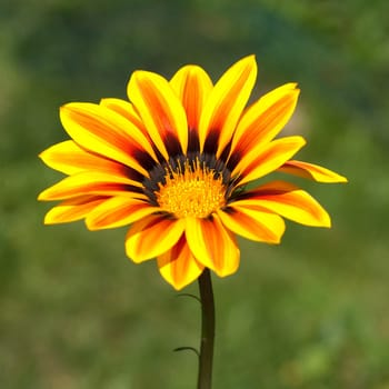 Gazania,Gazania Hybride  Splendens