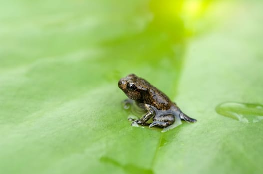 Jungfrosch, seerosen, Junge, Kroete