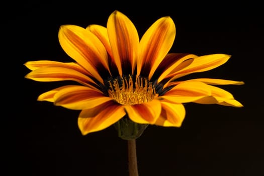Gazania, Gazania Hybride  Splendens