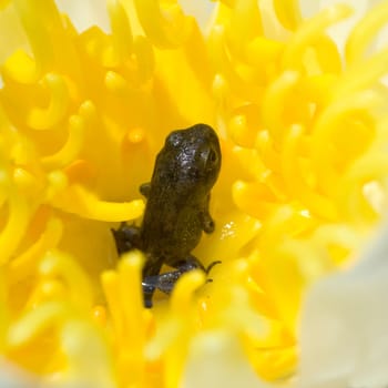 Jungfrosch, seerosen, Junge, Kroete