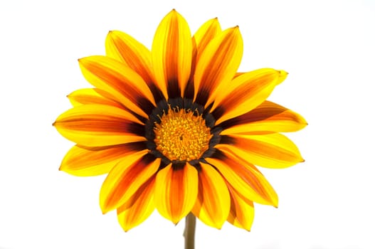 Gazania, Gazania Hybride  Splendens