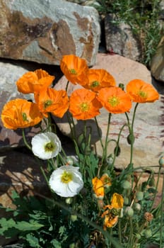 Islaendischer  Mohn  Papaver  nudicaule