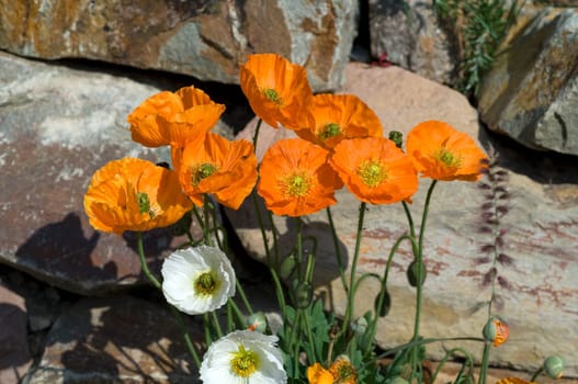 Islaendischer  Mohn  Papaver  nudicaule