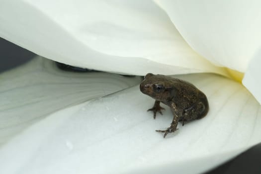 Jungfrosch, seerosen, Junge, Kroete