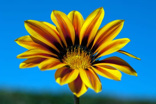 Gazania,Gazania Hybride  Splendens