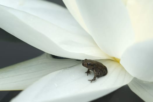 Jungfrosch, seerosen, Junge, Kroete