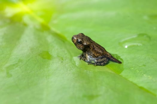 Jungfrosch, seerosen, Junge, Kroete