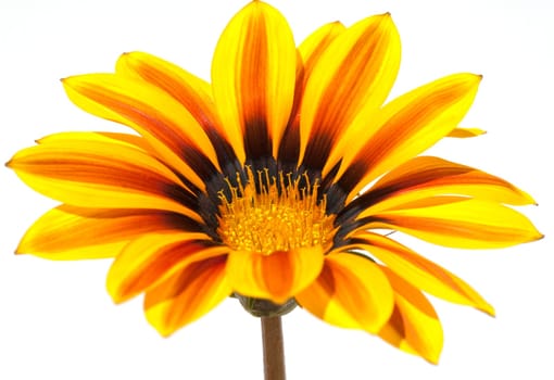 Gazania, Gazania Hybride  Splendens