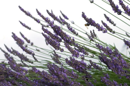 Lavendel  Lavendula  angustifolia