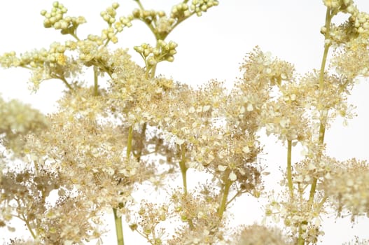Maedesuess, Filipendula, ulmaria