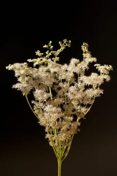 Maedesuess, Filipendula, ulmaria