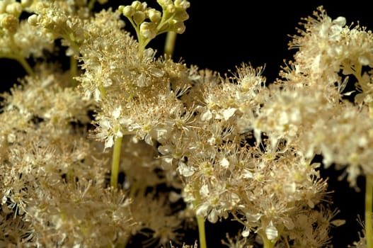 Maedesuess, Filipendula, ulmaria