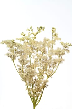 Maedesuess, Filipendula, ulmaria