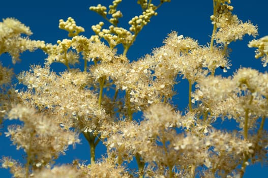 Maedesuess, Filipendula, ulmaria