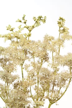 Maedesuess, Filipendula, ulmaria