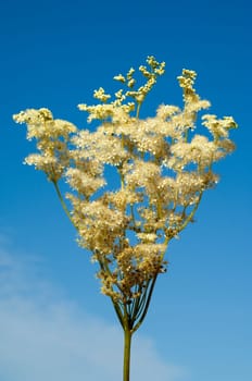 Maedesuess, Filipendula, ulmaria