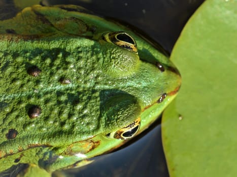 Pond frog (Pelophylax esculentus) from above