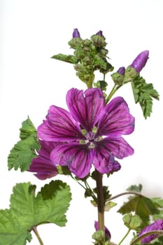 Mauretanische, Malve  Wilde