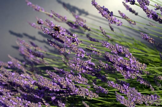 Lavendel  Lavendula  angustifolia