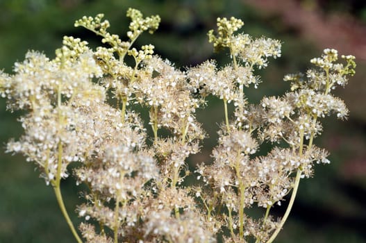 Maedesuess, Filipendula, ulmaria