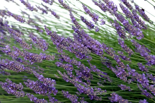 Lavendel  Lavendula  angustifolia