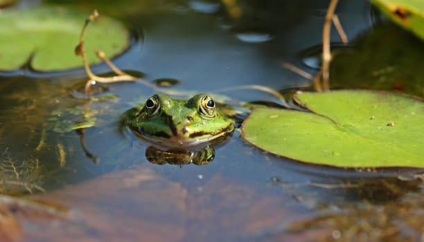 Pond frog (Pelophylax esculentus) with aphid on the nose between water lily leaves