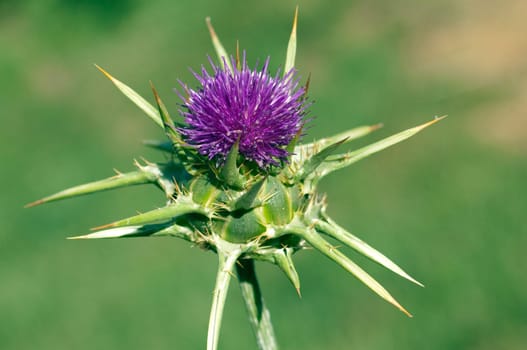 Mariendistel, Silybum, marianum, Distel