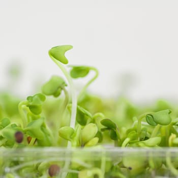 Close-up of broccoli sprouts in a plastic container.