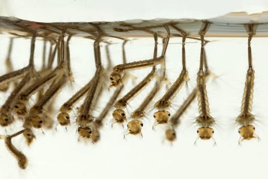 Mueckenlarven, Muecken, Stechmuecken, larven