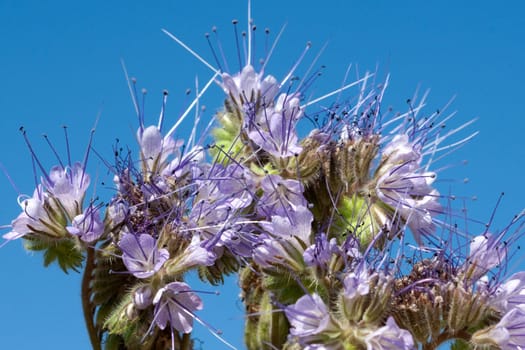 Phacelia, tanacetifolia  Bueschelschoen  Bienenfreund