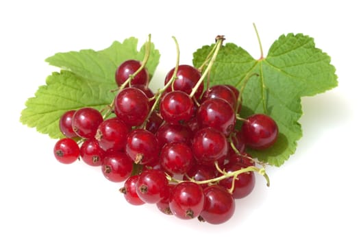Johannisbeeren  Rote, Ribes, rubrum