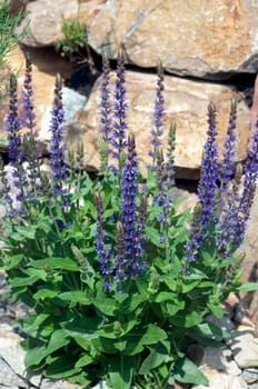 Salvia,nemorosa,East Frisia,Steppensagebei