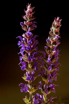 Salvia, nemorosa, ostfriesland, Steppensalbei