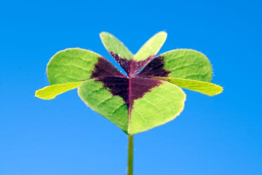 Gluecksklee, Oxalis tetraphylla, Vierblaettriger, Sauerklee